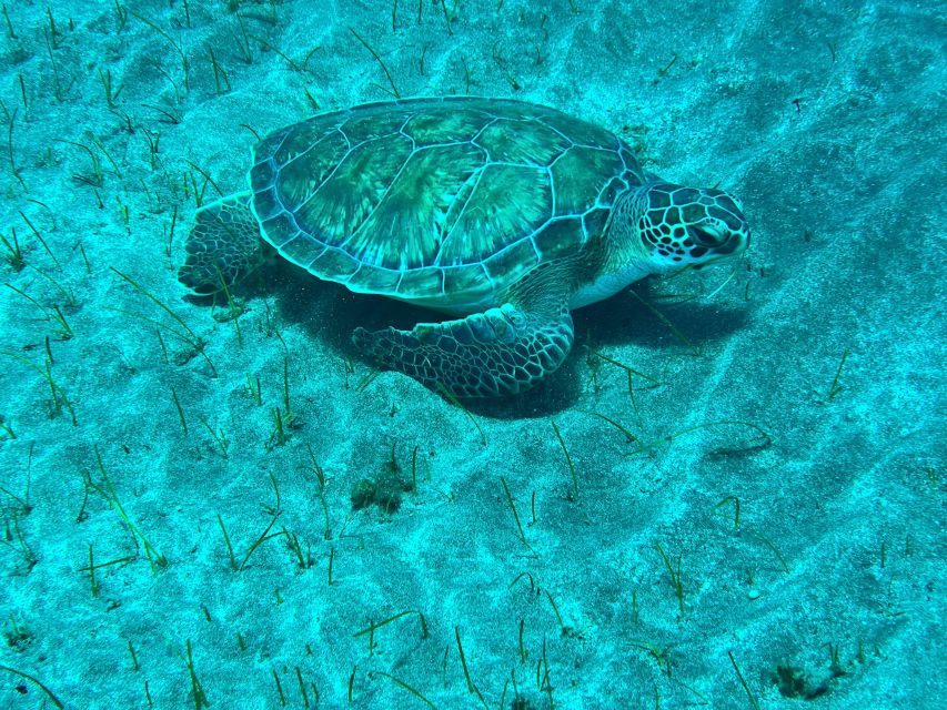 Abades: Guided Snorkeling Tour with Photos - Key points before you go