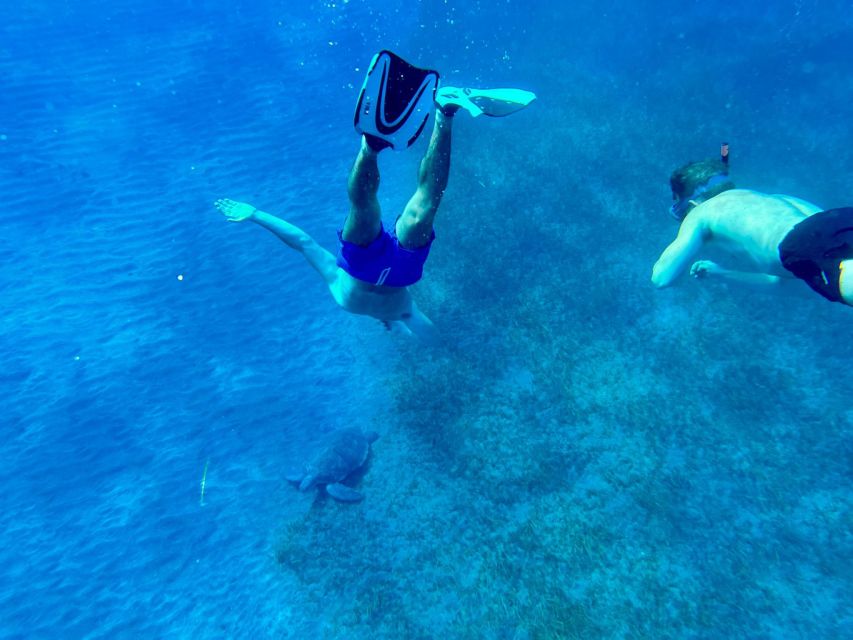 Abades: Guided Snorkeling Tour with Photos - Turtles, stingrays, and octopus: great odds, but not promises