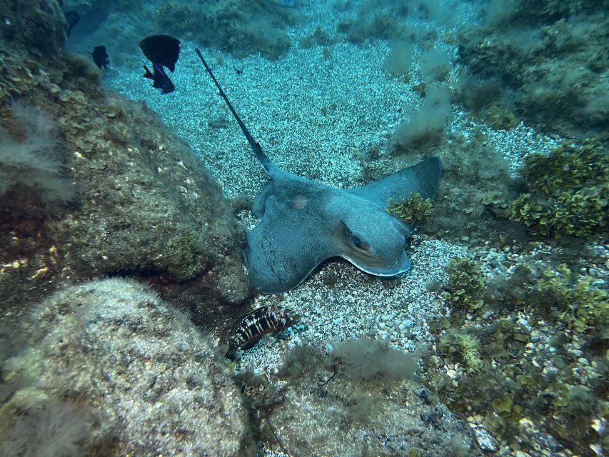 Abades: Guided Snorkeling Tour with Photos - Timing, group size, and how the 2 hours will feel