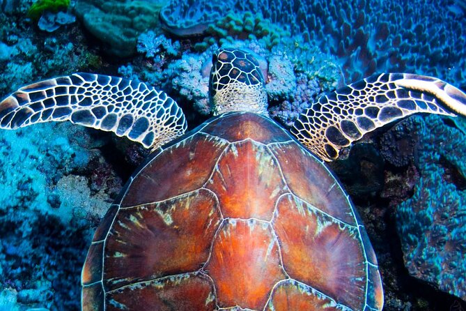 ABC Reef Safaris - Quick Hits Before You Go