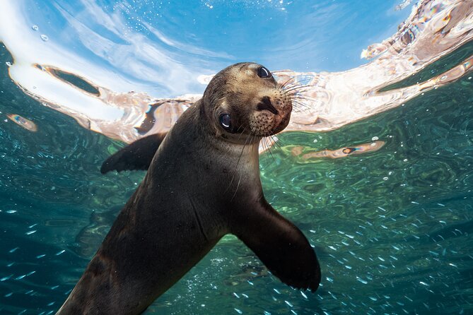 Adventure to Espiritu Santo Island: Snorkel with Sea Lions and Beach - The day’s flow from La Paz: what each island stop adds