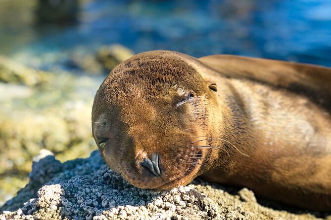 Adventure to Espiritu Santo Island: Snorkel with Sea Lions and Beach - Wildlife odds beyond sea lions: dolphins, whales, manta rays