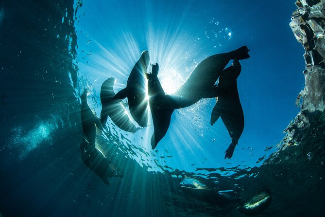 Adventure to Espiritu Santo Island: Snorkel with Sea Lions and Beach - The “bonus” island sights: mangroves, rock formations, and birds