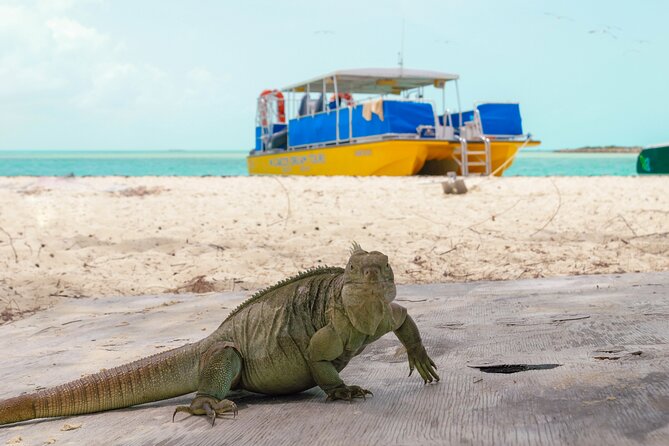 Afternoon Half Day Cruise from Providenciales with Snorkeling and Iguana Island - Leaving Grace Bay: Alexandra Resort to the beach-hut check-in