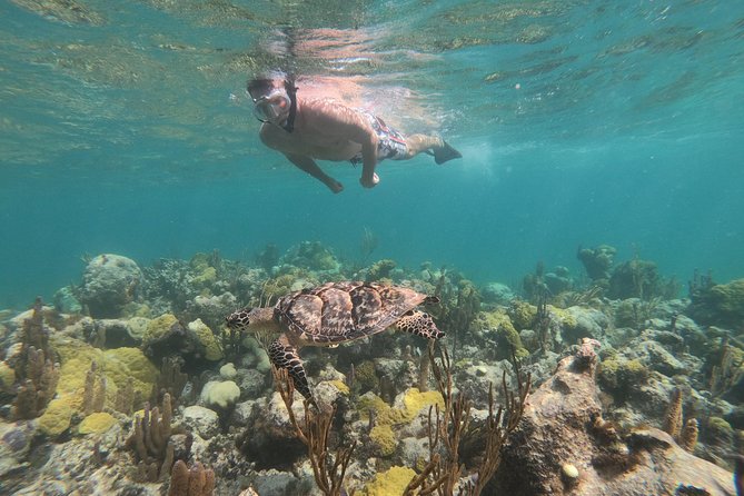 Afternoon Half Day Cruise from Providenciales with Snorkeling and Iguana Island - Snorkeling on one of the world’s biggest reef zones