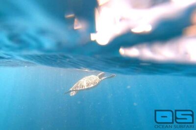 Afternoon Snorkel, Pizza & Sunset Tour departing from St. Thomas & St. John - Where You Meet the Catamaran: Red Hook for St Thomas, Cruz Bay for St John