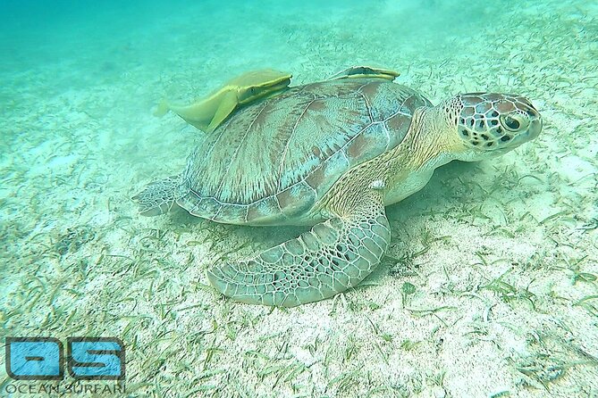 Afternoon Snorkel, Pizza & Sunset Tour departing from St. Thomas & St. John - The Sunset Dance Party: Why the Timing Feels Worth It