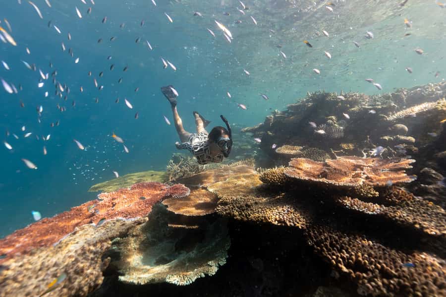 Airlie Beach: Outer Great Barrier Reef Snorkeling Day Trip - Key Points Worth Filing Away