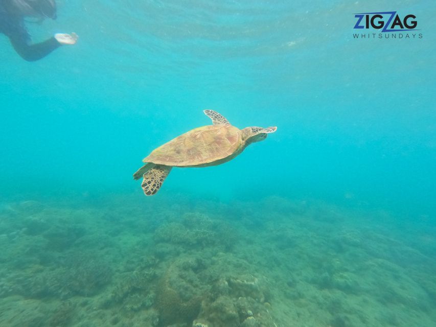 Airlie Beach: Whitehaven Beach Day Tour with Snorkel Option - Whitehaven Beach Time: Transfers, Lunch, and That First Sand Moment