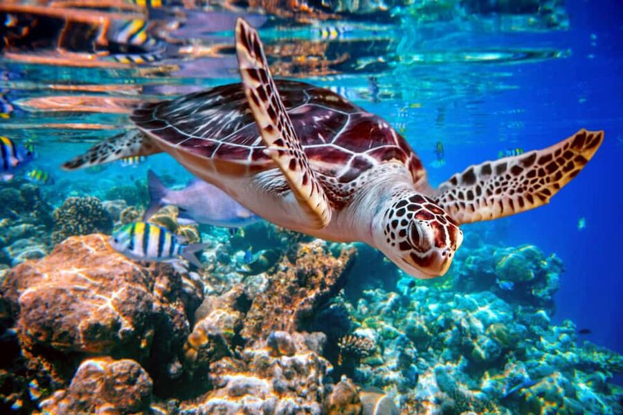 Akumal: Snorkel with Marine Fauna and an Expert Guide - Key things to know before you go
