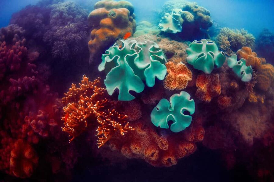 Akumal: Snorkel with Marine Fauna and an Expert Guide - Timing, weather, and what to do if the day changes
