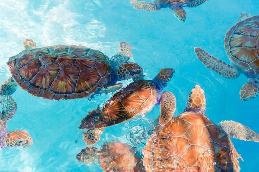 Akumal: Snorkel with Marine Fauna and an Expert Guide - The guided snorkeling swim: how you watch sea turtles without stressing them