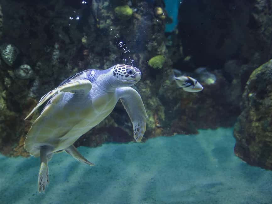 Akumal: Snorkel with Marine Fauna and an Expert Guide - What marine life you can realistically spot in Akumal Bay