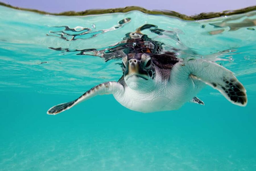 Akumal: Snorkel with Marine Fauna and an Expert Guide - Gear, comfort, and the little rules that keep the experience working