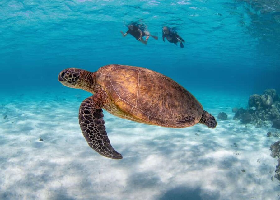 Akumal: Snorkel with Marine Fauna and an Expert Guide - Price and value: is $45 worth 1.5 hours?