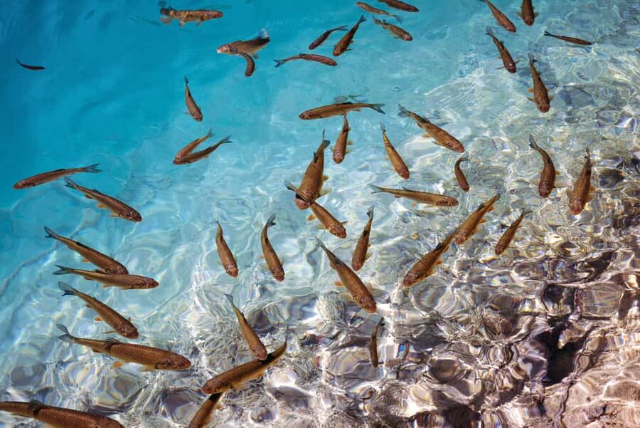 Akumal: Snorkel with Marine Fauna and an Expert Guide - Who should book this Akumal sea turtle snorkel