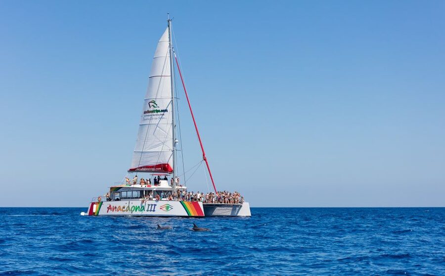 Alcudia: Sunset Catamaran Tour with Dinner and Snorkeling - Dinner on Board: BBQ Buffet + Easy Drinks