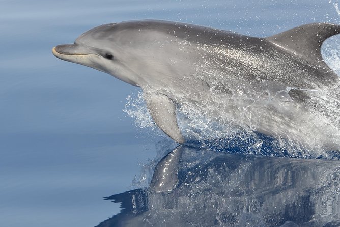 Alghero - Dolphin Watching and Guided Snorkeling (summer tour) - Key things you’ll notice on this Alghero dolphin trip