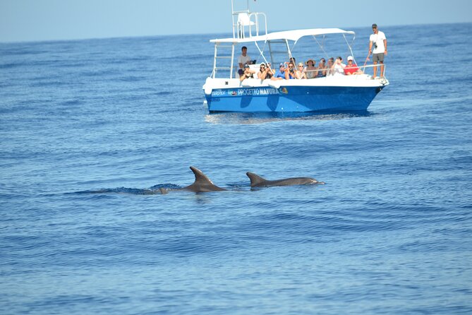 Alghero - Dolphin Watching and Guided Snorkeling (summer tour) - What makes this dolphin-and-snorkel tour feel different from a typical boat ride