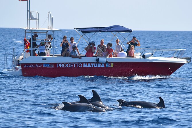 Alghero - Dolphin Watching and Guided Snorkeling (summer tour) - The group dynamic: small boat, better attention, easier safety