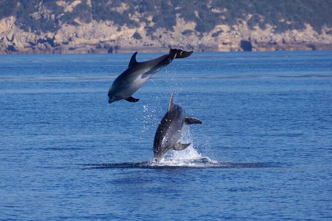 Alghero - Dolphin Watching and Guided Snorkeling (summer tour) - Practical tips to make your day smoother