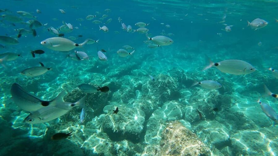 Alghero: Snorkeling Boat Tour in Porto Conte and Capo Caccia - Getting there: Porto Conte meeting point and parking