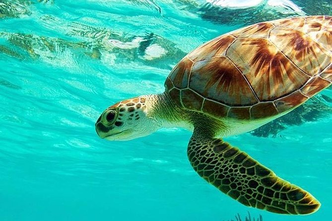 All Inclusive : Bali Blue Lagoon Snorkeling, Lunch, and Transport - Key takeaways before you go