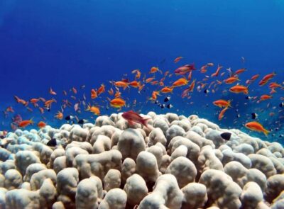 Bali/Amed: Underwater Temple Snorkeling Experience - Turtle Point: The Reason People Do This Tour Twice