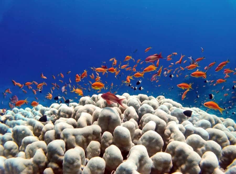 Bali/Amed: Underwater Temple Snorkeling Experience - Turtle Point: The Reason People Do This Tour Twice