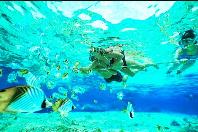 Bali Blue Lagoon Snorkeling - Lunch and Transport All Inclusive - The coffee stop: how Balinese coffee gets made