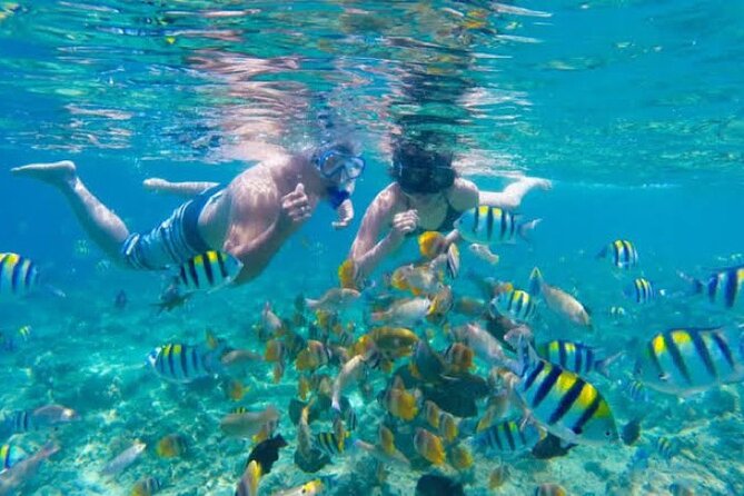 Bali Blue Lagoon Snorkeling with Private Transfer & Lunch - Blue Lagoon for beginners: calm water, coral, and a realistic turtle chance