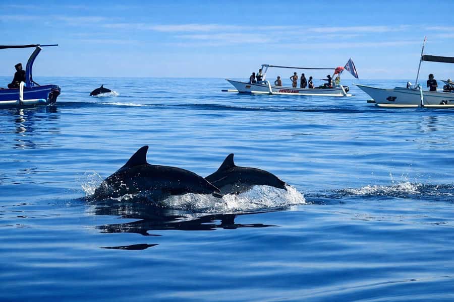 Bali/Lovina: Guided Dolphin Watching & Sunrise Boat Snorkel - Lovina sunrise and the dolphin pod routine