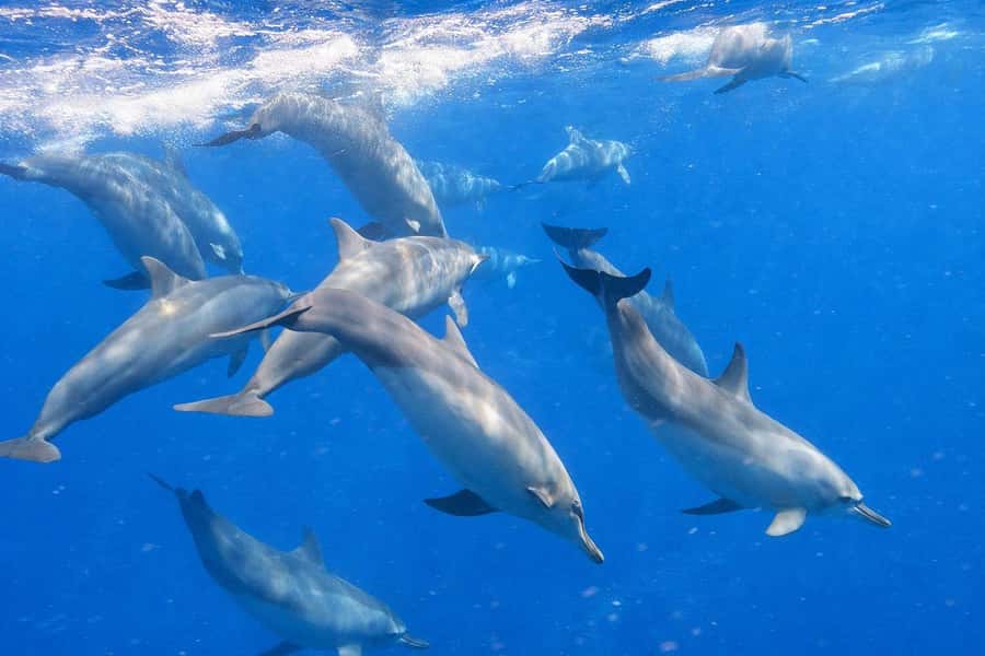 Bali/Lovina: Guided Dolphin Watching & Sunrise Boat Snorkel - Guides and captains: why the morning feels organized