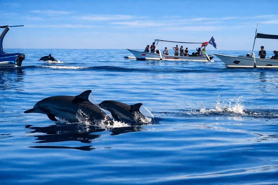 Bali/Lovina: Guided Dolphin Watching & Sunrise Boat Snorkel - Price and value: what $18 covers in plain terms
