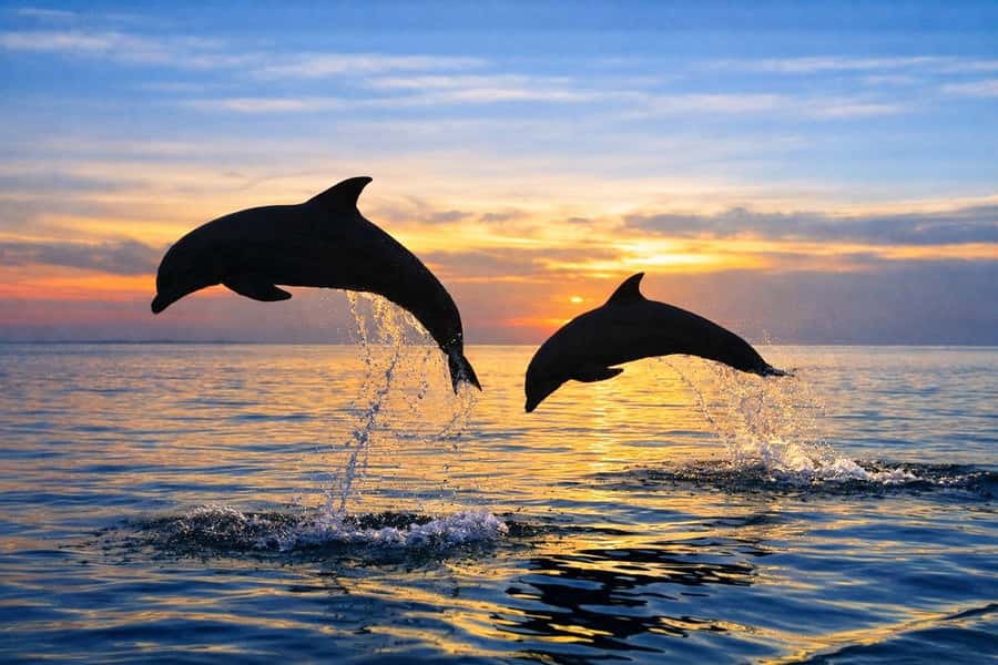 Bali/Lovina: Guided Dolphin Watching & Sunrise Boat Snorkel - Who should book this Lovina dolphin swim