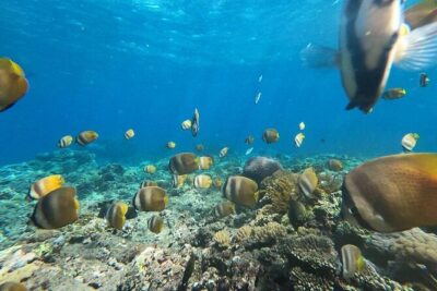 Bali Nusa Penida and Private Snorkeling (Manta Bay, Gamat, Wall) - Price and What Makes This Feel Worth $145