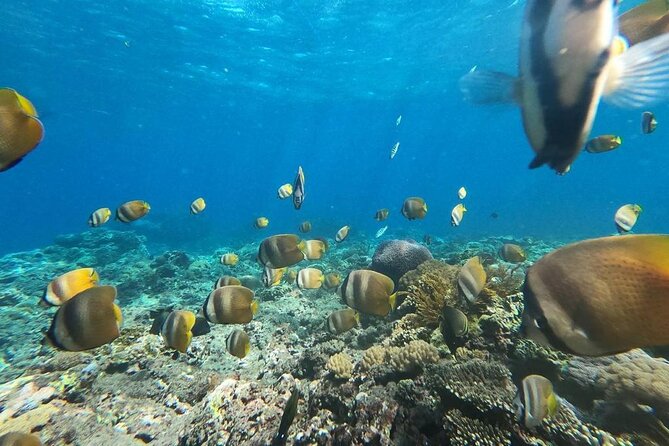 Bali Nusa Penida and Private Snorkeling (Manta Bay, Gamat, Wall) - Price and What Makes This Feel Worth $145