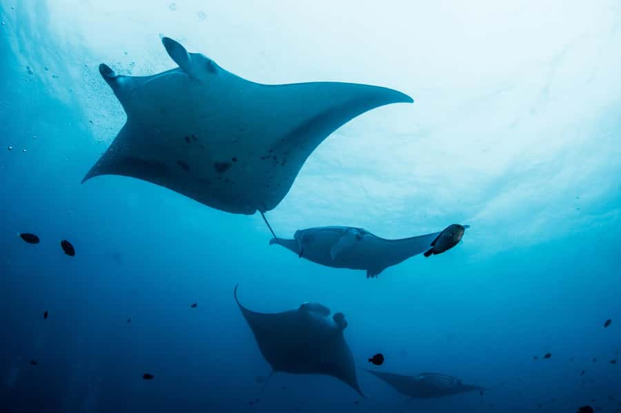 Bali/Nusa Penida: Manta Point Snorkel Boat & West Coast Tour - The in-between part: car ride, lunch break, and how to use it well