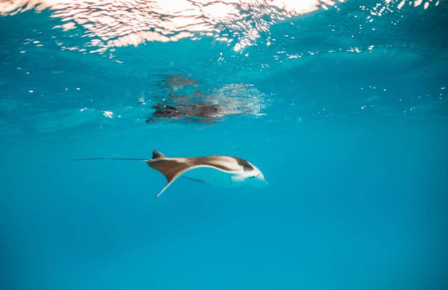 Bali/Nusa Penida: Manta Point Snorkel Boat & West Coast Tour - Broken Beach: a photo stop with real walking and viewpoint focus