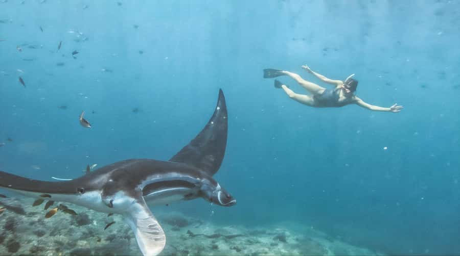 Bali/Nusa Penida: Manta Point Snorkeling & West Coast Tour - Who should book, and who should skip it