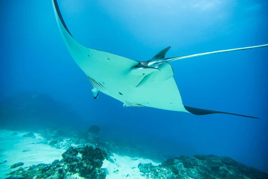 Bali: Nusa Penida Speedboat Trip with Snorkeling and Tour - Manta Bay vs Manta Point: the highlight, and how the timing helps