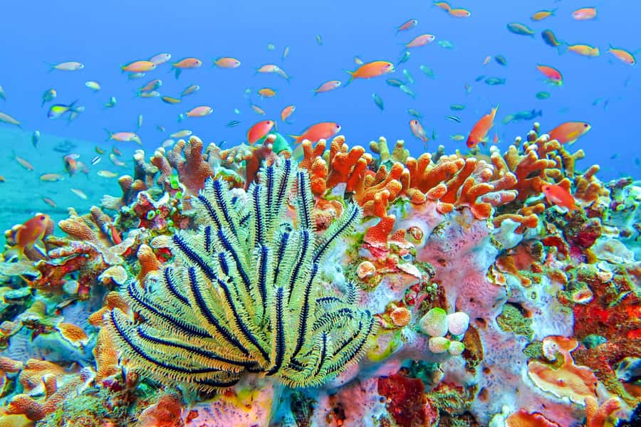 Bali: Padangbai Blue Lagoon Snorkeling Day Trip - Why Padangbai’s Blue Lagoon makes sense for a “real Bali” snorkeling day
