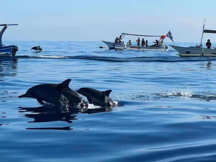 Bali: Watching Dolphin, Swimming & Snorkeling Tour - Key Highlights Worth Waking Up For