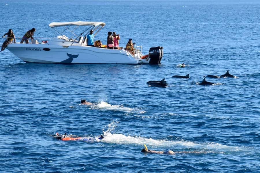 Bali: Watching Dolphin, Swimming & Snorkeling Tour - Who Should Book This (and Who Might Not Love It)