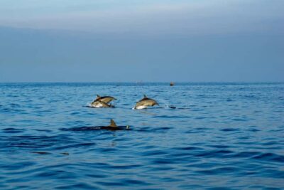 Bali: Watching Dolphin, Swimming & Snorkeling Tour - The Dolphin Search by Boat: How You Actually Get Good Chances