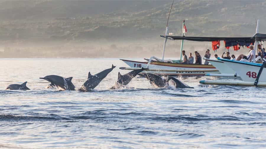 Bali: Watching Dolphin, Swimming & Snorkeling Tour - Included Value: What $21 Actually Buys You