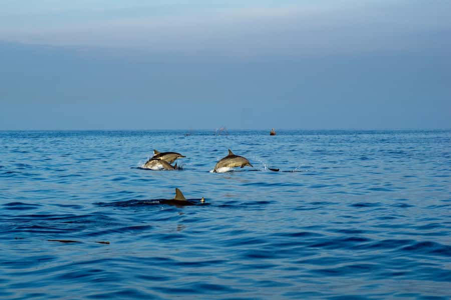 Bali: Watching Dolphin, Swimming & Snorkeling Tour - The Dolphin Search by Boat: How You Actually Get Good Chances