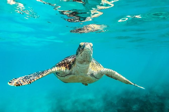 Barbados Catamaran Turtle and Shipwreck Snorkeling Cruise - Key points before you go