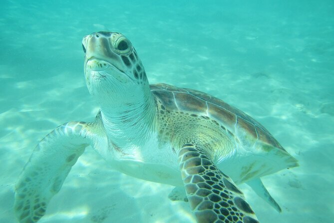 Barbados Catamaran Turtle and Shipwreck Snorkeling Cruise - 3 hours vs 5 hours: picking the right length for your day