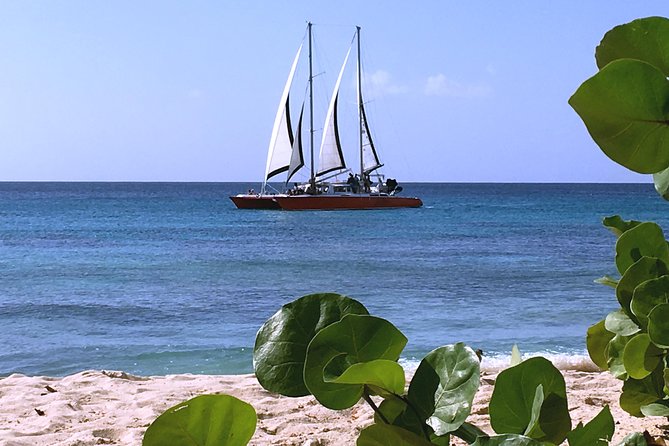 Barbados Catamaran Turtle and Shipwreck Snorkeling Cruise - Stop 2 shipwreck snorkeling: fish meet history, and you get the front-row view